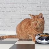 Unspill-a-Bowl® Stainless Steel Dog Bowl - Paws Pattern | No Spill, Long Ears, Slow Feeding, & Travel Bowl | MaxStrata®