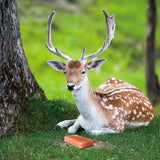Himalayan Nature 100% Natural Himalayan Rock Deer Salt Block - Animal Licking Mineral Salt Block | 2-5 LBS | MaxStrata®